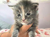 Chatons Maine Coon LOOF à vendre
