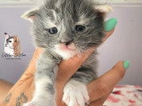 Chatons Maine Coon LOOF à vendre