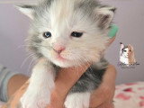 Chatons Maine Coon LOOF à vendre
