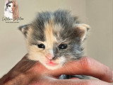 Chatons Maine Coon LOOF à vendre