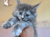 Chatons Maine Coon LOOF à vendre