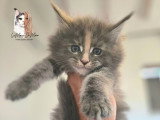 Chatons Maine Coon LOOF à vendre