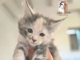 Chatons Maine Coon LOOF à vendre