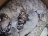 Chatons Bengal LOOF à vendre