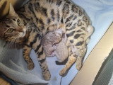 Chatons Bengal LOOF à vendre