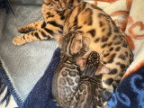 Chatons Bengal pure race à réserver