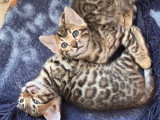 Chatons Bengal pure race à réserver