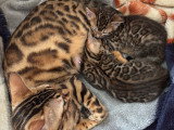 Chatons Bengal pure race à réserver