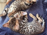 Chatons Bengal pure race à réserver