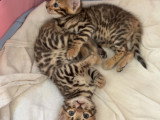 Chatons Bengal pure race à réserver