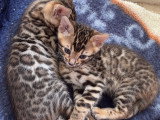 Chatons Bengal pure race à réserver