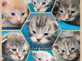 7 chatons Maine Coon inscrits au LOOF nés en avril 2026 à réserver