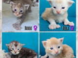 7 chatons Maine Coon inscrits au LOOF nés en avril 2026 à réserver