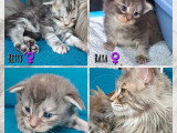 7 chatons Maine Coon inscrits au LOOF nés en avril 2026 à réserver