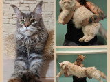 7 chatons Maine Coon inscrits au LOOF nés en avril 2026 à réserver