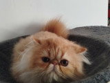 Chatonne Persan à vendre