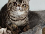 Chatonne Exotic Shorthair femelle à vendre