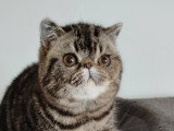 Chatonne Exotic Shorthair femelle à vendre