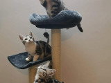 Femelle American Shorthair stérilisée à vendre pour retraite