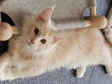 Amadeus, mâle Maine Coon à vendre