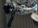 Amadeus, mâle Maine Coon à vendre
