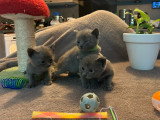 Chatons Chartreux à réserver