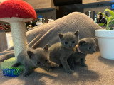 Chatons Chartreux à réserver