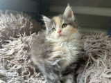 Portée Maine Coon février 2026 LOOF 2 mâles et 3 femelles à vendre