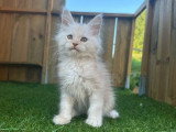 Portée Maine Coon février 2026 LOOF 2 mâles et 3 femelles à vendre