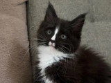 Portée Maine Coon février 2026 LOOF 2 mâles et 3 femelles à vendre