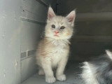 Portée Maine Coon février 2026 LOOF 2 mâles et 3 femelles à vendre