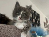 Portée Maine Coon février 2026 LOOF 2 mâles et 3 femelles à vendre