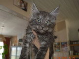 Trois chatons Maine Coon mâles black smoke inscrits au LOOF à réserver