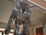 Trois chatons Maine Coon mâles black smoke inscrits au LOOF à réserver