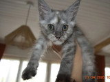 Trois chatons Maine Coon mâles black smoke inscrits au LOOF à réserver