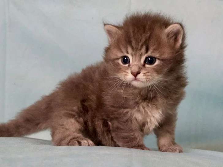 3 chatons Sibériens LOOF nés en avril 2026 à réserver