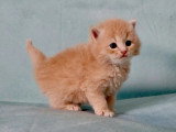 3 chatons Sibériens LOOF nés en avril 2026 à réserver