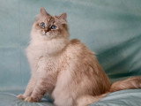 3 chatons Sibériens LOOF nés en avril 2026 à réserver