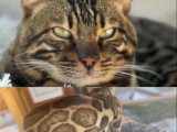 5 chatons Bengal LOOF nés en avril 2026 à réserver