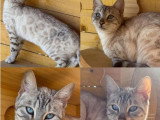 5 chatons Bengal LOOF nés en avril 2026 à réserver