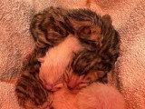 5 chatons Bengal LOOF nés en avril 2026 à réserver