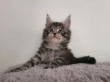 3 chatons Maine Coon non LOOF nés en mars 2026 à réserver