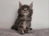 3 chatons Maine Coon non LOOF nés en mars 2026 à réserver