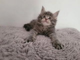 3 chatons Maine Coon non LOOF nés en mars 2026 à réserver