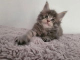 3 chatons Maine Coon non LOOF nés en mars 2026 à réserver