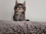 3 chatons Maine Coon non LOOF nés en mars 2026 à réserver