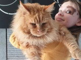 Saillie Maine Coon mâle red smoke LOOF disponible
