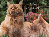 Saillie Maine Coon mâle red smoke LOOF disponible