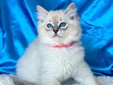 Chaton femelle Ragdoll Blue Tabby Point LOOF à vendre