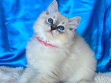 Chaton femelle Ragdoll Blue Tabby Point LOOF à vendre